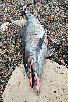 真海豚,死,成年,海滩,英格兰,十二月
