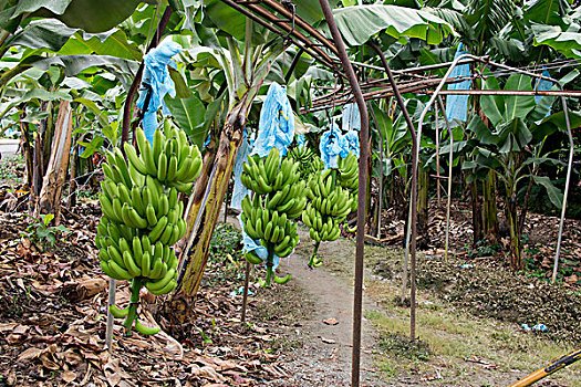 危地马拉,香蕉,种植园,悬挂,处理,传送装置,大幅,尺寸