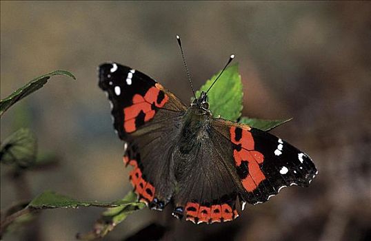 昆虫,蝴蝶,红蛱蝶,加纳利群岛,西班牙,欧洲,动物