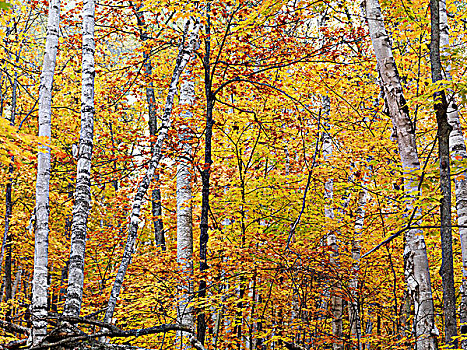 秋天,自然风光,桦树,彩色,黄叶,树林,省立公园,安大略省,加拿大