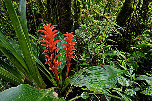 凤梨科植物,花,西部,斜坡,安第斯山,厄瓜多尔