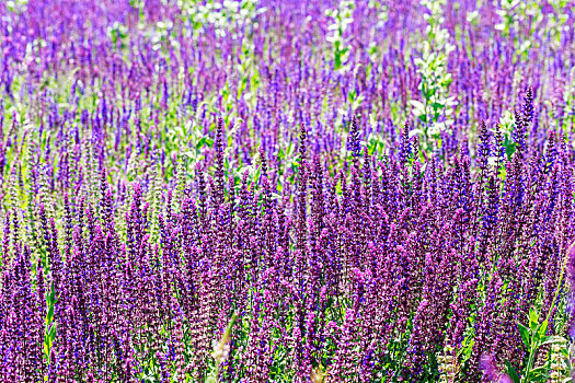 夏初盛开的大片的紫色薰衣草花田,山东省安丘市齐鲁酒地景区