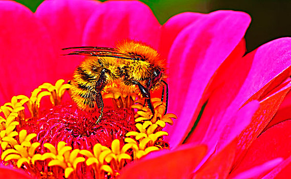大黄蜂,花