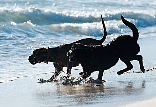 两只,狗,玩,水,海滩,安达卢西亚,西班牙
