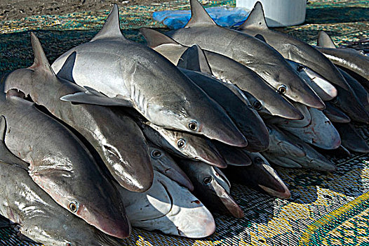 阿曼苏丹国,市场,死,鲨鱼