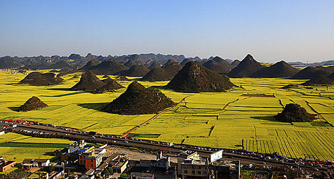 油菜花开