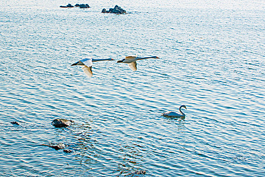 山东威海烟墩角海边飞翔的天鹅