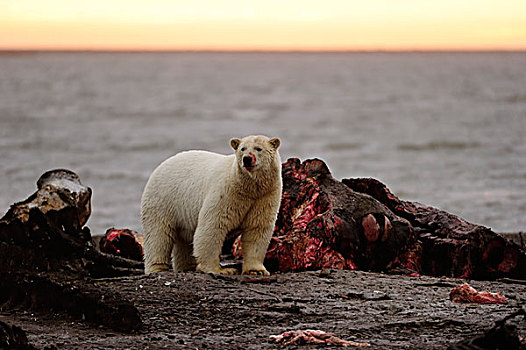极地,熊,残留,鲸,北坡,波弗特,海洋,阿拉斯加,美国,北美