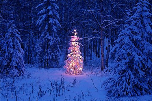 照亮,圣诞树,树林,黎明,阿拉斯加,冬天