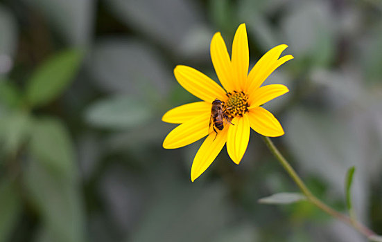 花朵上采蜜的小蜜蜂