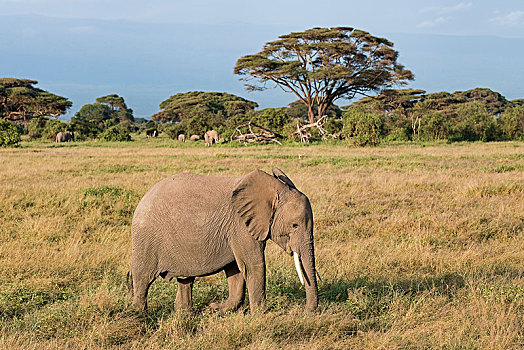 非洲象,小动物,安伯塞利国家公园,肯尼亚,非洲