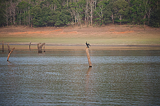鸟,栖息,枯木,湖,佩里亚国家公园,喀拉拉,印度