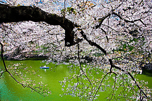 日本,樱花,市区,东京