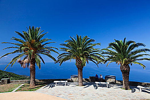 棕榈树,瞭望点,科西嘉岛,法国,欧洲
