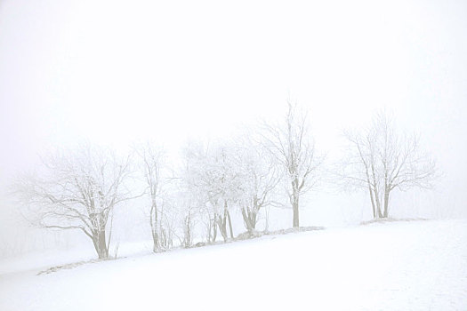 树,雪,冬天,风景