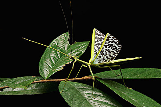 竹节虫,翼,展示,烦扰,国家公园,沙捞越,婆罗洲,马来西亚