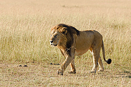 狮子,雄性,飘逸毛发,马赛马拉,肯尼亚,非洲
