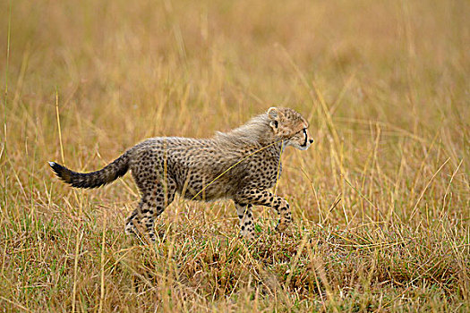 印度豹,猎豹,小,幼兽,走,草地,马赛马拉,肯尼亚,非洲