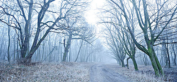 小路,落叶林,冬天,雾,霜,靠近,萨克森安哈尔特,德国,欧洲