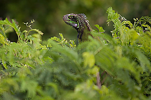 绿鬣蜥,隐藏,茂密,叶子
