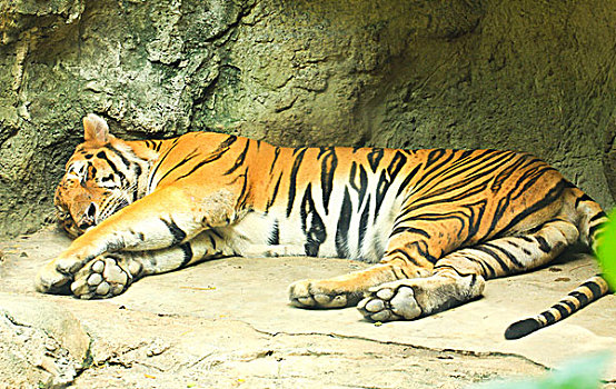 睡觉,虎,动物园