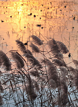 秋天里夕阳下湖边野外随风舞动的芦苇