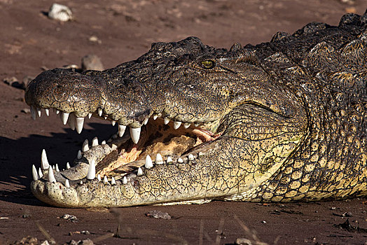 鳄鱼,张嘴,口鼻部,乔贝国家公园,西北,地区,博茨瓦纳,非洲