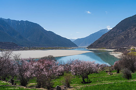 西藏雅鲁藏布江河谷的桃花