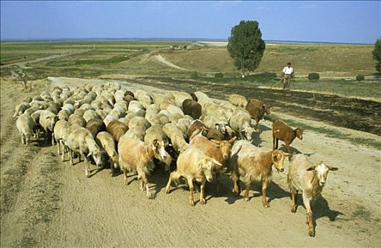 罗马尼亚,多瑙河三角洲,牧羊人,绵羊