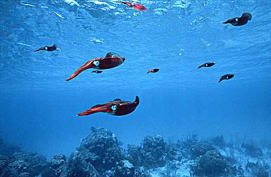 开曼群岛,鱼群,加勒比,礁石,鱿鱼