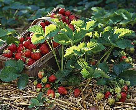 新鲜,草莓,草莓植物