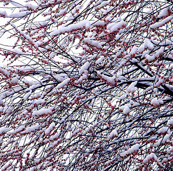 被雪覆盖的梅花