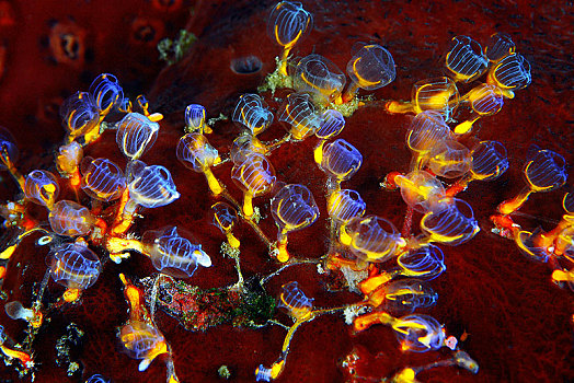 蓝色,斑点,海鞘类,生物群,海洋,印度尼西亚,亚洲