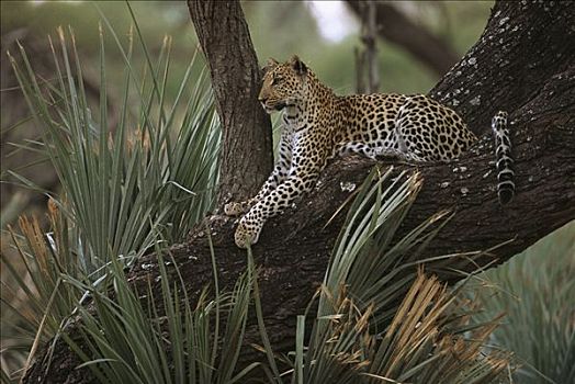 豹,慵懒,树上,奥卡万戈三角洲,博茨瓦纳,非洲