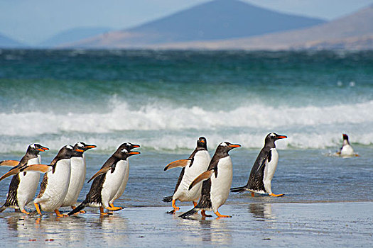 福克兰群岛,岛屿,巴布亚企鹅,室外,海洋