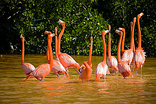 墨西哥,尤卡坦半岛,成群,火烈鸟,塞里斯通,国家野生动植物保护区