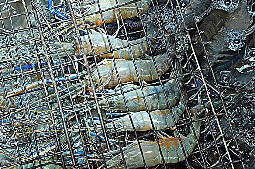 对虾,市场货摊,曼谷,泰国