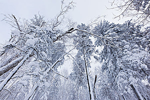 走进,中国雪乡,探访冬日里的童话世界