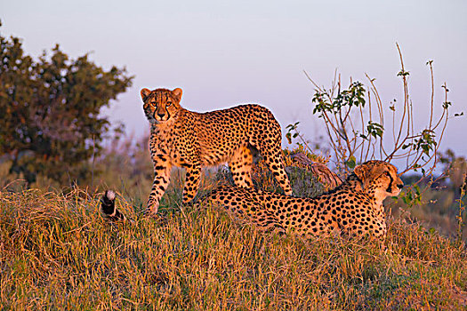 印度豹,猎豹,幼兽,草,日出,奥卡万戈三角洲,博茨瓦纳,非洲