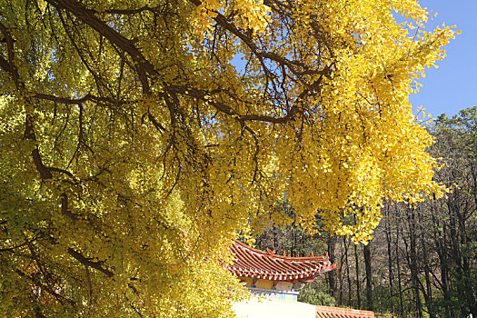 银杏树