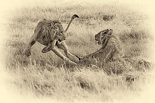 年轻,狮子,跳跃,玩,草地,博茨瓦纳,非洲,深褐色
