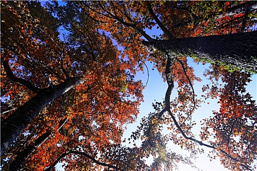 树,秋天,太阳,发光