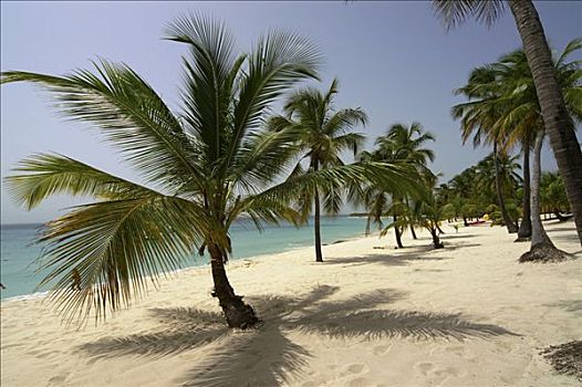 海滩,棕榈树,折叠躺椅,卡塔琳娜,岛屿,多米尼加共和国,加勒比海,美洲