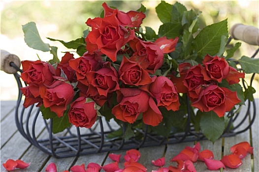 漂亮,红玫瑰,花束,篮子