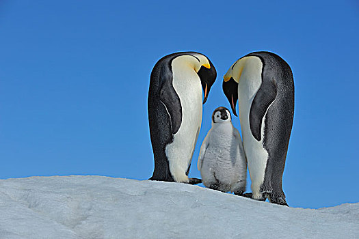 成年,帝企鹅,幼禽,雪丘岛,南极半岛,南极