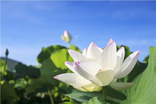 莲花,植物