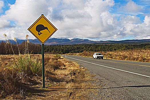 几维鸟,警告,标识,旁侧,道路,汽车,区域,北岛,新西兰