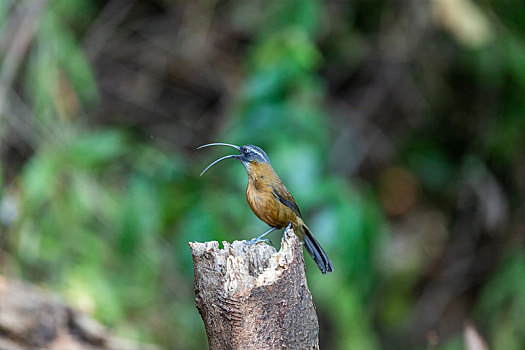 栖息于中国西南低山丘陵地带的剑嘴鹛鸟
