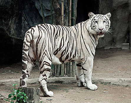 白色,虎,照片