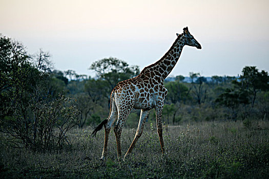 长颈鹿,黄昏,沙子,禁猎区,南非